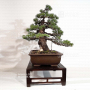 VENDU Pinus pentaphylla ref: 07030194