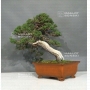 PT Juniperus chinensis itoigawa 25050181