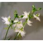 habenaria radiata vendu à l'unité. pot bonsai