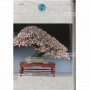 BONSAI FOCUS N° 105