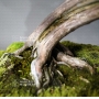 VENDU juniperus chinensis itoigawa ref : 29050196