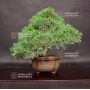 VENDU juniperus chinensis itoigawa ref 7070191