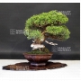 VENDU juniperus chinensis itoigawa ref 1907199