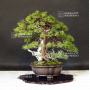 VENDU juniperus chinensis itoigawa ref : 14080191