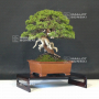 VENDU juniperus chinensis itoigawa ref:14080193