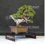 VENDU juniperus chinensis itoigawa ref :14080194