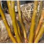Stewartia monadelpha jeune plant pot 1 l 60-70 cm