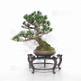 VENDU Pinus pentaphylla du Japon ref 12090192