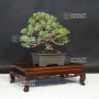 VENDU Pinus pentaphylla miyo-jo ref 12090197