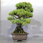 VENDU Pinus pentaphylla  kin goyo  ref : 10090192