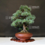 VENDU Pinus pentaphylla ref: 04090198