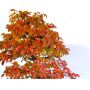 carpinus japonica 1 single tree 1 liter pot