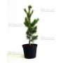 pinus pentaphylla variété "blue lou" pot 10 litres