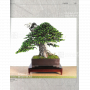 BONSAI FOCUS N° 108