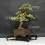 VENDU Pinus pentaphylla ref 29110195