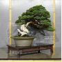 VENDU juniperus chinensis itoigawa ref:10100198