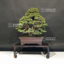 VENDU Pinus pentaphylla ref:22110194