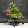 vendu pyracantha angustifolia ref:10100181