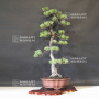 VENDU Pinus pentaphylla ref:16090194