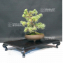 vendu Pinus pentaphylla 18090196