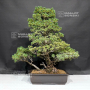 PT Pinus pentaphylla variété zuisho 18090199