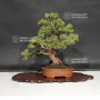VENDU Juniperus chinensis itoigawa ref :18120195
