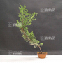 juniperus chinensis itoigawa 50-80 cm