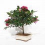 VENDU  camelia japonica ref 13110201