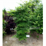 graines d'acer amoenum oiso nishiki