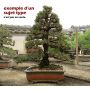 Pinus thunbergii kotobuki 30-35 cm pot 3 litres
