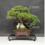 VENDU Pinus pentaphylla 26050204