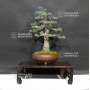 Pinus pentaphylla du Japon ref : 06030204