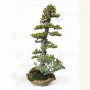 VENDU Pinus pentaphylla ref: 20020215