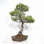 VENDU Pinus pentaphylla 23020211