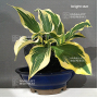 Hosta Bright star