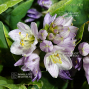 Hosta Church mouse