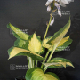 Hosta Forbidden fruit