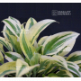 Hosta Virginia reel