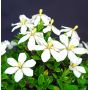VENDU gardenia jasminoides 23070212