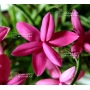 rhodohypoxis "donald man" pot 1,4 litre