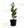 pinus pentaphylla variété "schoon's bonsai" pot 2.