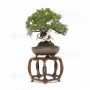 Juniperus chinensis  1703221