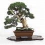 VENDU Juniperus chinensis itoigawa 17030223