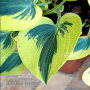 Hosta Autumn frost pot 3 litres