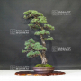 VENDU Pinus pentaphjylla ref:2208222