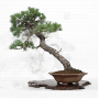 PT Pinus pentaphylla 23090224
