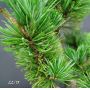 EPUISEPinus parviflora var. pentaphylla