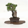 VENDU Juniperus chinensis itoigawa 03110224