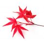 Acer palmatum DESHOJO de bouture 1.5