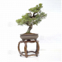 juniperus chinensis itoigawa ref : 03030232